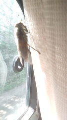 Tabanus maculicornis