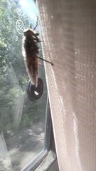 Tabanus maculicornis