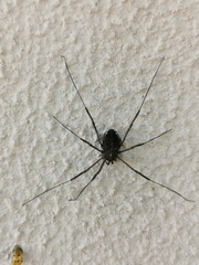 Zachaeus