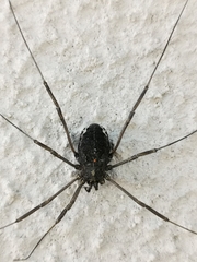 Zachaeus