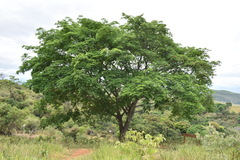 Pseudosamanea guachapele