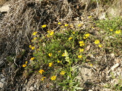 Hippocrepis scorpioides