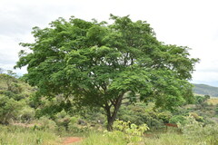 Pseudosamanea guachapele