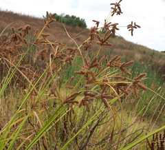Cyperus alopecuroides