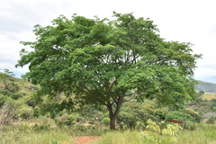 Pseudosamanea guachapele