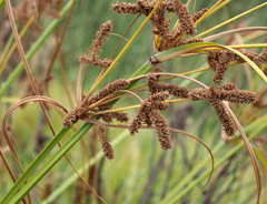 Cyperus alopecuroides