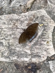 Tanaecia whiteheadi