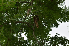 Pseudosamanea guachapele