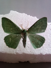 Geometra papilionaria