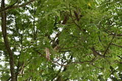 Pseudosamanea guachapele