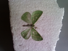 Thetidia smaragdaria