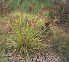 Cyperus alopecuroides