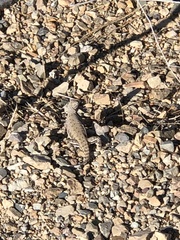 Callisaurus draconoides