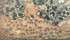 Ionaspis lacustris