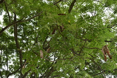 Pseudosamanea guachapele