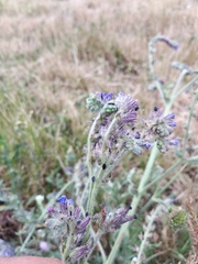 Anchusa procera