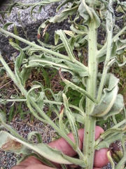 Anchusa procera