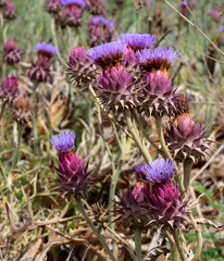 Cynara syriaca