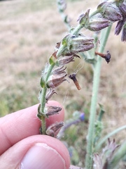Anchusa procera
