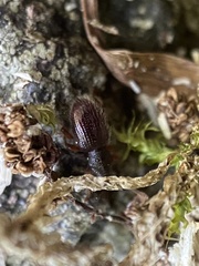 Barypeithes pellucidus