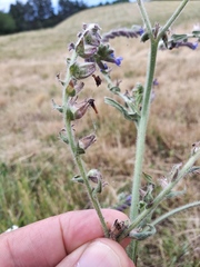 Anchusa procera