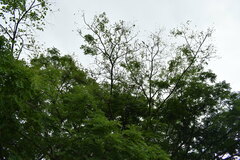 Pseudosamanea guachapele