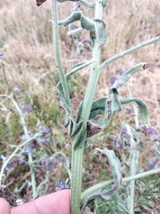 Anchusa procera
