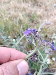 Anchusa procera