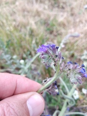 Anchusa procera
