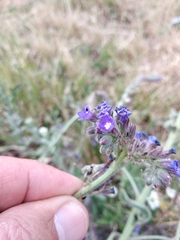 Anchusa procera