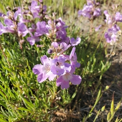 Penstemon gairdneri