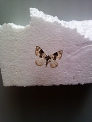 Cosmorhoe ocellata