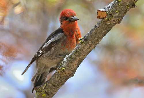 Red-breasted Sapsucker