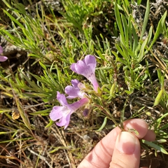 Penstemon gairdneri