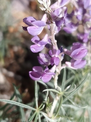 Lupinus caudatus