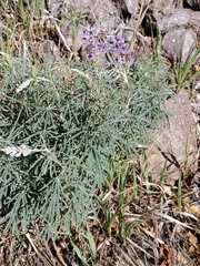 Lupinus caudatus