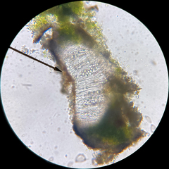 Ionaspis lacustris