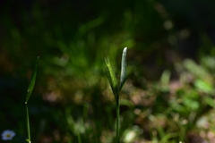 Hordeum murinum murinum