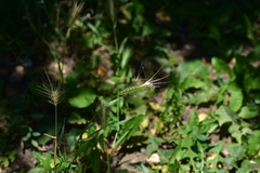 Hordeum murinum murinum