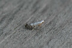 Argyresthia thuiella