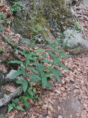 Senecio ovatus alpestris