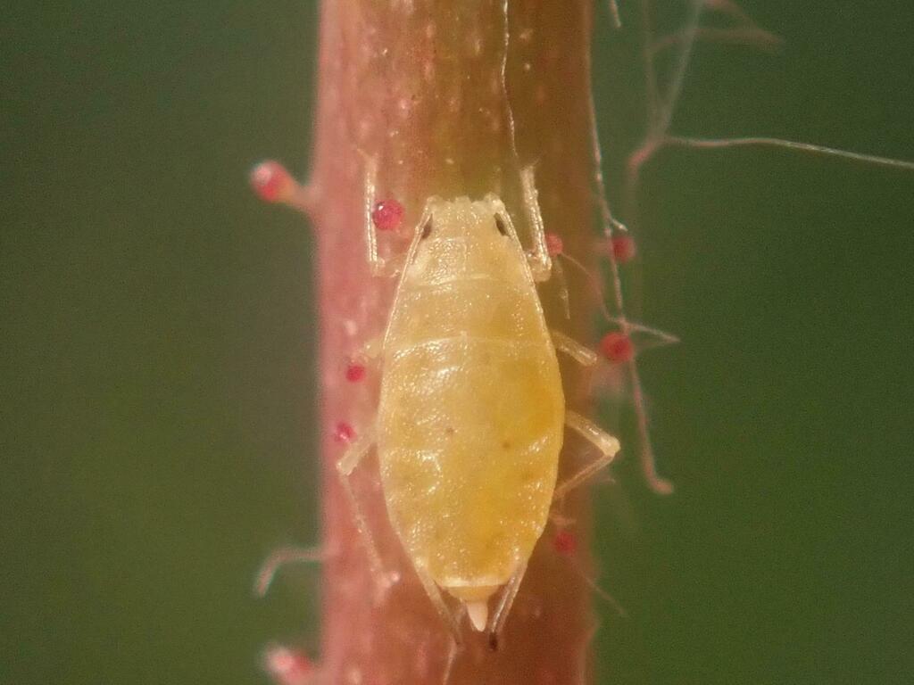 Lesser Rose Aphid
