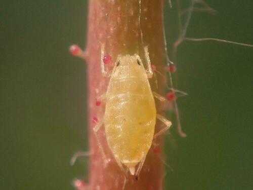 Lesser Rose Aphid