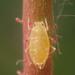 Lesser Rose Aphid - Photo (c) Alexis, some rights reserved (CC BY), uploaded by Alexis