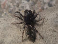 Salticus zebraneus
