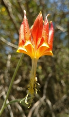 Aquilegia eximia