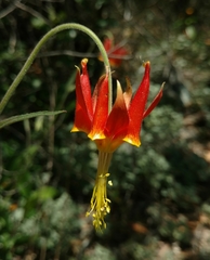 Aquilegia eximia