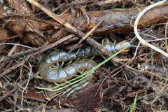 Scolopendra cingulata