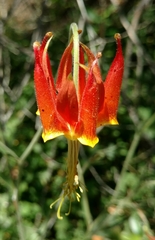Aquilegia eximia