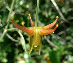 Aquilegia eximia